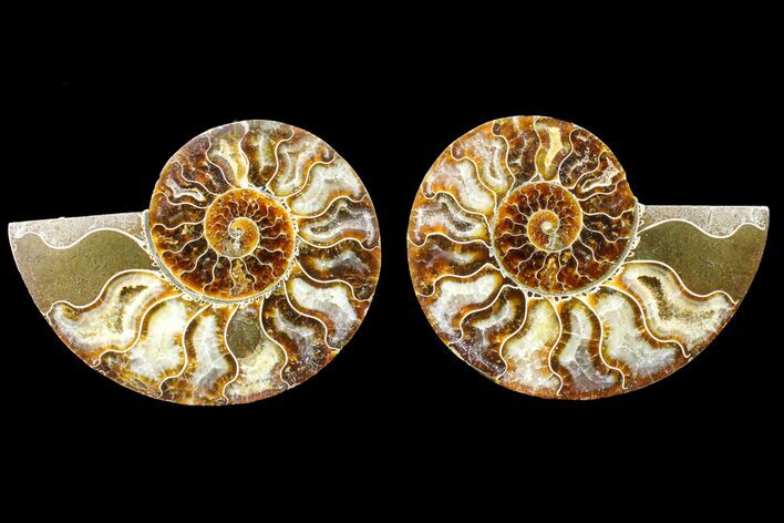 Agate Replaced Ammonite Fossil - Madagascar #150932